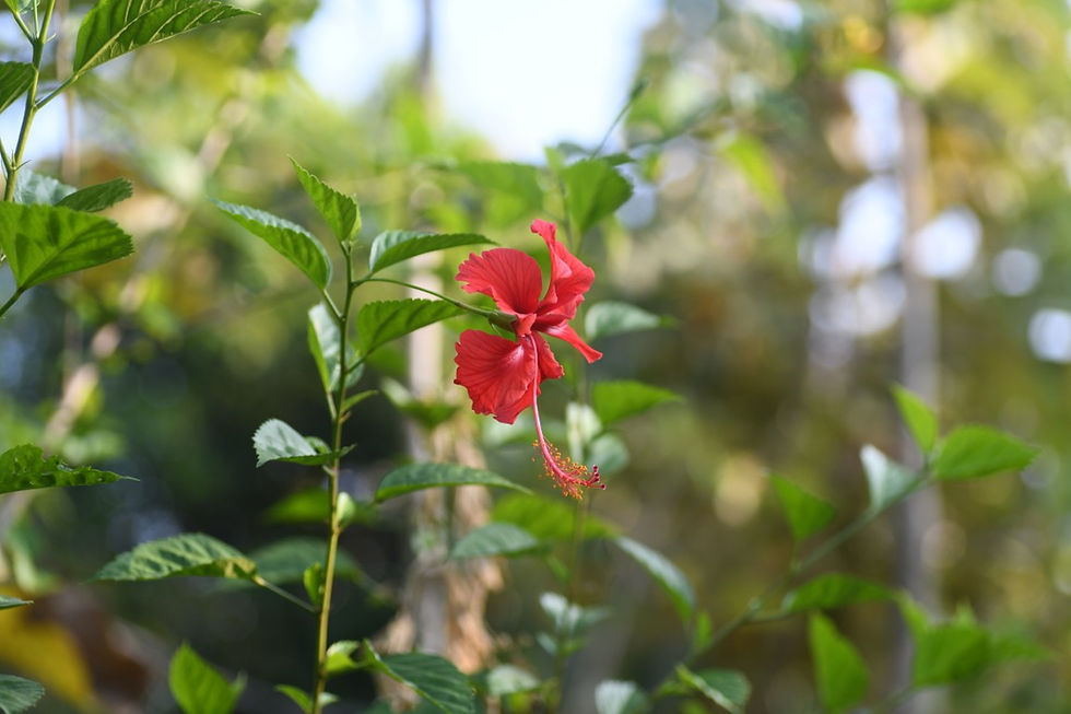 Hibiscus rosa-sinensis : Medicinal Uses, Recipes and Formulations