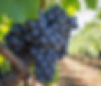 Vitis vinifera(Vitaceae) - Grapes
