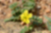 Tribulus terrestris (Zygophyllaceae) Gokshura, Gokhru