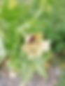 Hyoscyamus niger(Solanaceae) Khurasini ajwain