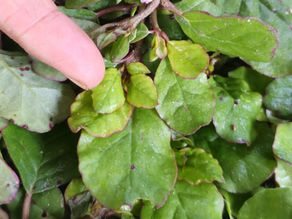 Trianthema portulacastrum(Aizoaceae) Horse Purslane