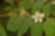 Muntingia calabura(Muntingiaceae) Singapore Cherry