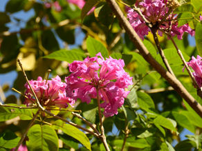 Tabebuia rosea (Bignoniaceae) Pink Trumpet tree