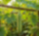 Luffa aegyptiaca(Cucurbitaceae)-Sponge Gourd