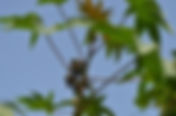 Ricinus communis(Euphorbiaceae) - Castor plant