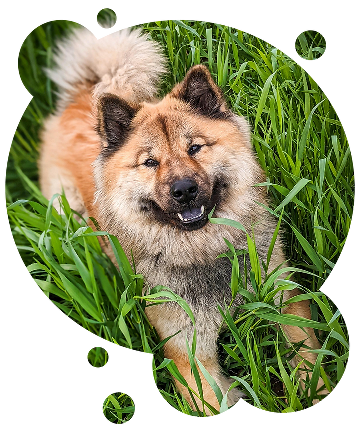 Red female eurasier in tall grass, looking at camera. Purple tongue.