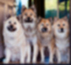 eurasier_girls