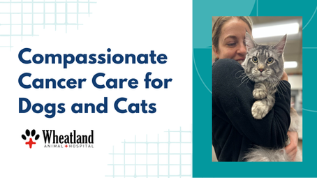 Cancer in a beloved pet can bring a mix of fear, uncertainty, and hope. At Wheatland Animal Hospital, we believe that even in the face of a serious diagnosis, pets deserve care that prioritizes both their health and quality of life.