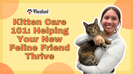 Bringing a new kitten home is an exciting time — tiny paws, playful pounces, and endless curiosity! At Wheatland Animal Hospital, we’re here to help your kitten get the best start in life, setting the stage for a happy, healthy adult cat.