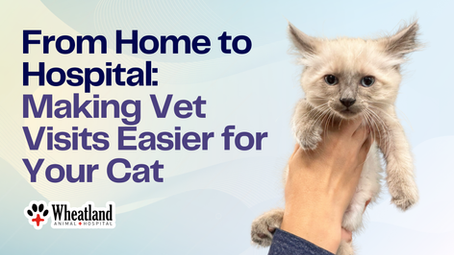 For many cat owners, the hardest part of a veterinary visit isn’t the exam — it’s getting their cat to the hospital. The carrier, the car ride, the unfamiliar environment… it can feel overwhelming. The good news? With a few simple steps, veterinary visits can become far less stressful for both you and your cat.