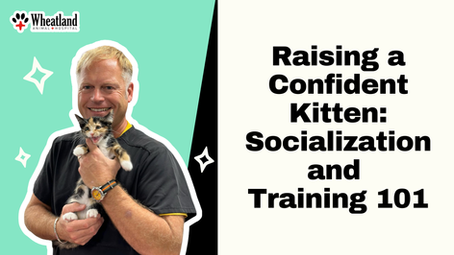 Bringing a kitten home is an exciting adventure, but helping them grow into a confident, well-adjusted cat takes a little guidance, patience, and fun. At Wheatland Animal Hospital, we want every new cat parent to feel prepared to give their kitten the best start in life.