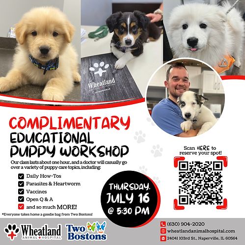 Puppy Workshop Square Graphic - July 2026.png