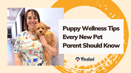Puppy Wellness Tips Every New Pet Parent Should Know