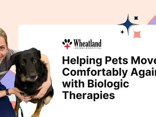 Joint pain, arthritis, and musculoskeletal injuries are common as pets age or recover from injury, and they can quietly steal away the things your pet loves most. At Wheatland Animal Hospital, we see how deeply mobility affects a pet’s happiness — and how meaningful it is when comfort starts to return.