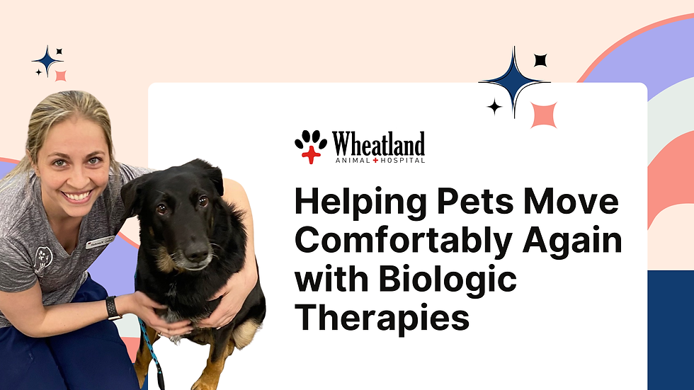 Joint pain, arthritis, and musculoskeletal injuries are common as pets age or recover from injury, and they can quietly steal away the things your pet loves most. At Wheatland Animal Hospital, we see how deeply mobility affects a pet’s happiness — and how meaningful it is when comfort starts to return.