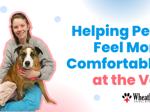 For some pets, a trip to the veterinarian comes with a little uncertainty - new smells, unfamiliar sounds, and being away from home can feel like a lot all at once. At Wheatland Animal Hospital, we understand that stress can be part of the experience, and we’re intentional about doing things differently.