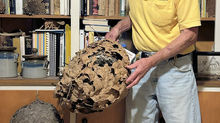 NC confirms first finding of yellow-legged hornet in the state, asks beekeepers to watch for predator hornet