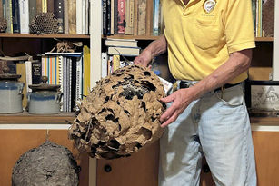 NC confirms first finding of yellow-legged hornet in the state, asks beekeepers to watch for predator hornet