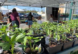 Spring farmers' markets support local communities with fresh finds 