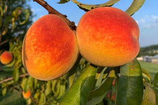 Specialty crop growers may be eligible for $1 billion in aid