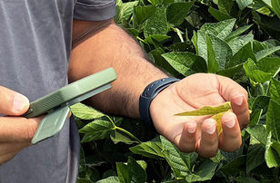 New app from the University of Maryland makes diagnosing soybean diseases quick, easy and reliable