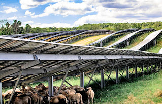 University of Maryland research shines light on agrivoltaics