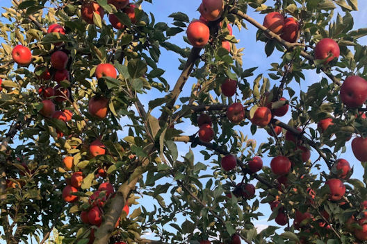 Fresh apples support health through a combination of fiber, antioxidants, water content, and plant compounds that work together to protect the heart, stabilize blood sugar, improve digestion, and strengthen the immune system. Image credit - Jeff Ishee