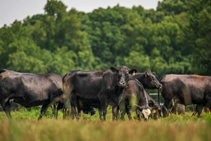 Large animal veterinarians in NC may apply for grant funds