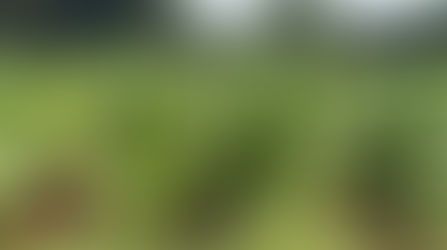 Virginia growers cultivate top-quality tobacco desired by international buyers 