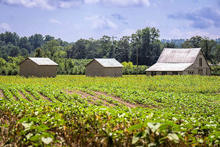Maryland permanently preserves 5 working farms