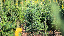 Real Christmas Trees: A Market Worth Supporting