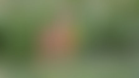 Bear, deer crop damage impacting farmers in Southside Virginia