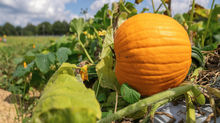 Pompions (pumpkins) have a long history in the Old Dominion