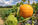 Pompions (pumpkins) have a long history in the Old Dominion