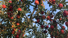 Apple tree branches heavy with red apples and green leaves against a clear blue sky.