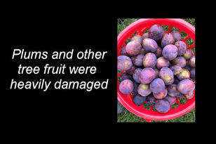 Pennsylvania fruit growers face catastrophic losses after historic spring freeze