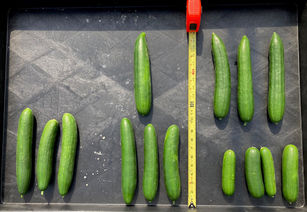 Clemson scientist aims to redefine agriculture