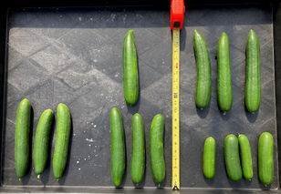 Clemson scientist aims to redefine agriculture