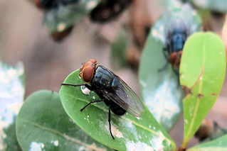 NC Ag Commissioner addresses New World Screwworm situation in op-ed