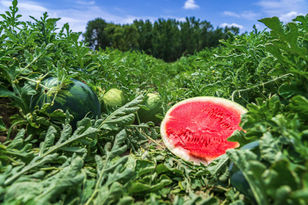 About one‑third of all watermelons eaten in the United States are imported