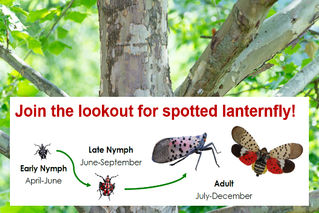 Spotted Lanternfly, "a serious threat," is confirmed in fourth NC county