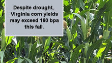 Major turnaround seen in Virginia corn fields as we go into fall