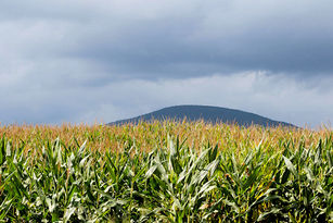 USDA projects field crop acreage will decline by 6 million acres over the next decade