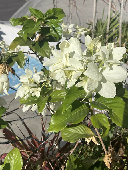 White flower.jpg