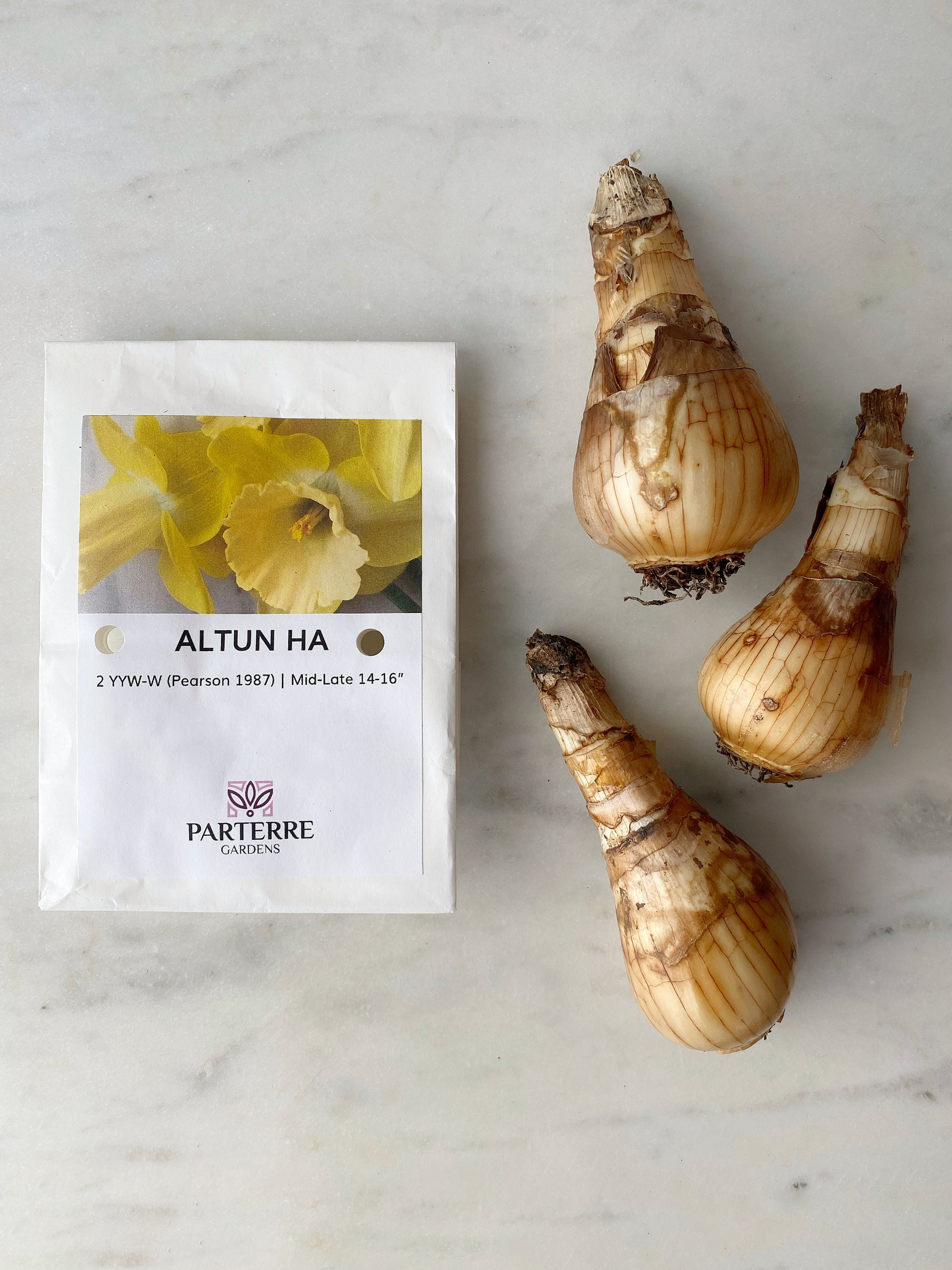 Altun Ha daffodil bulbs next to packaging on marble.