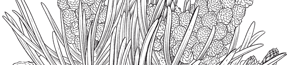 Pinyon Pine.png