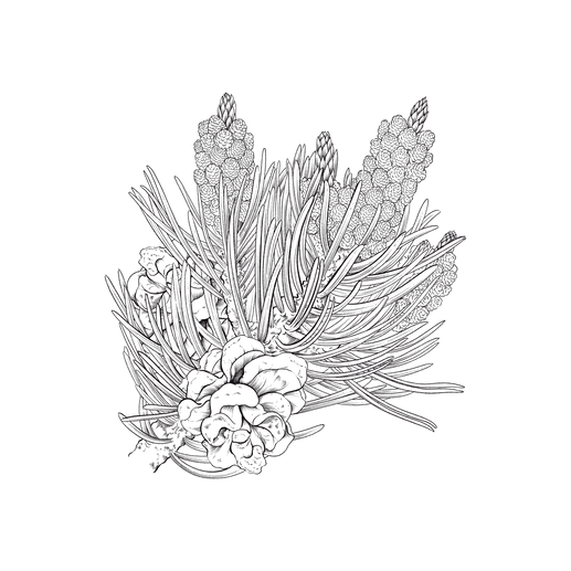 Pinyon Pine.png