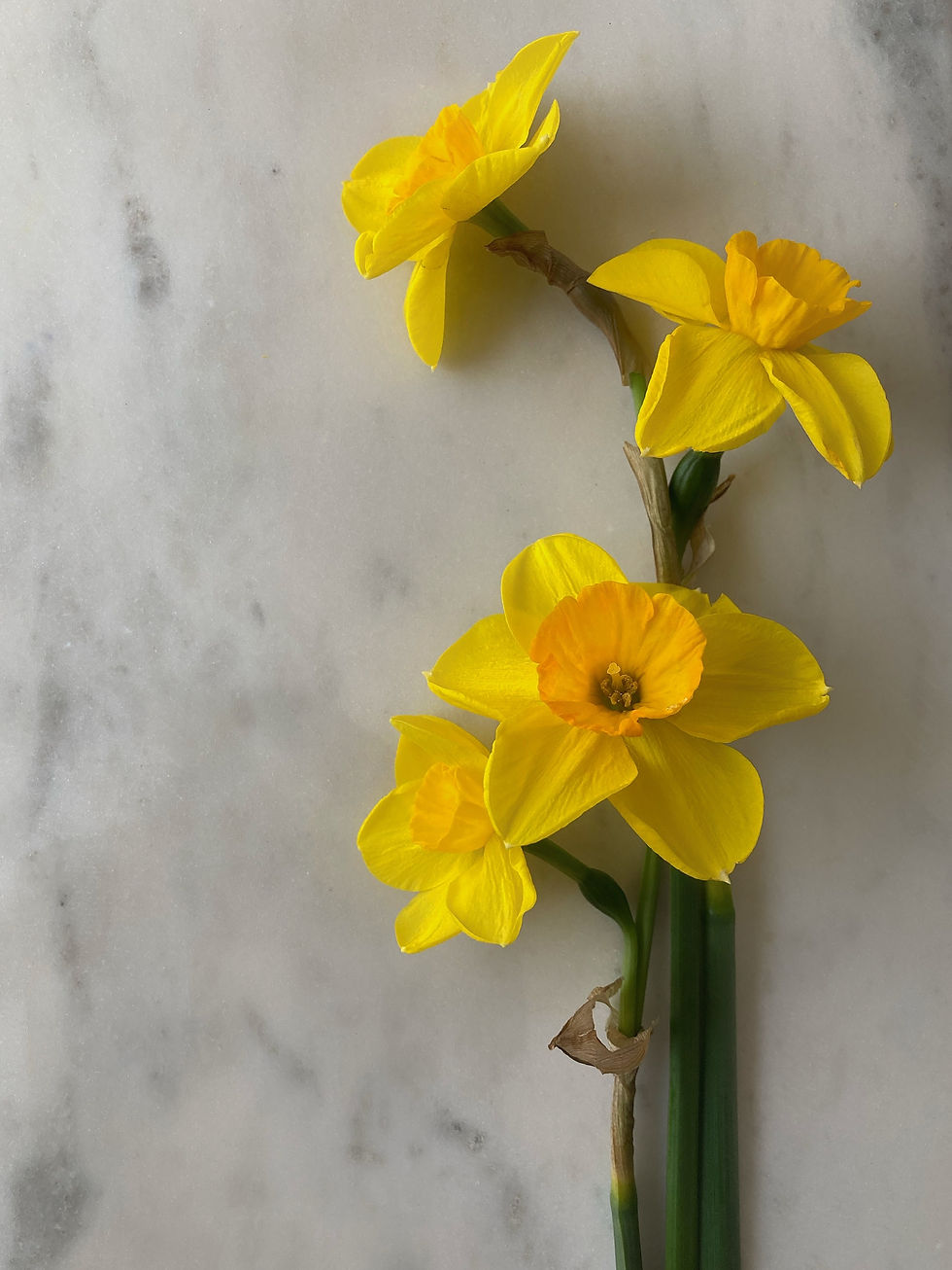 Thumbnail: Lanarth Daffodil Bulbs