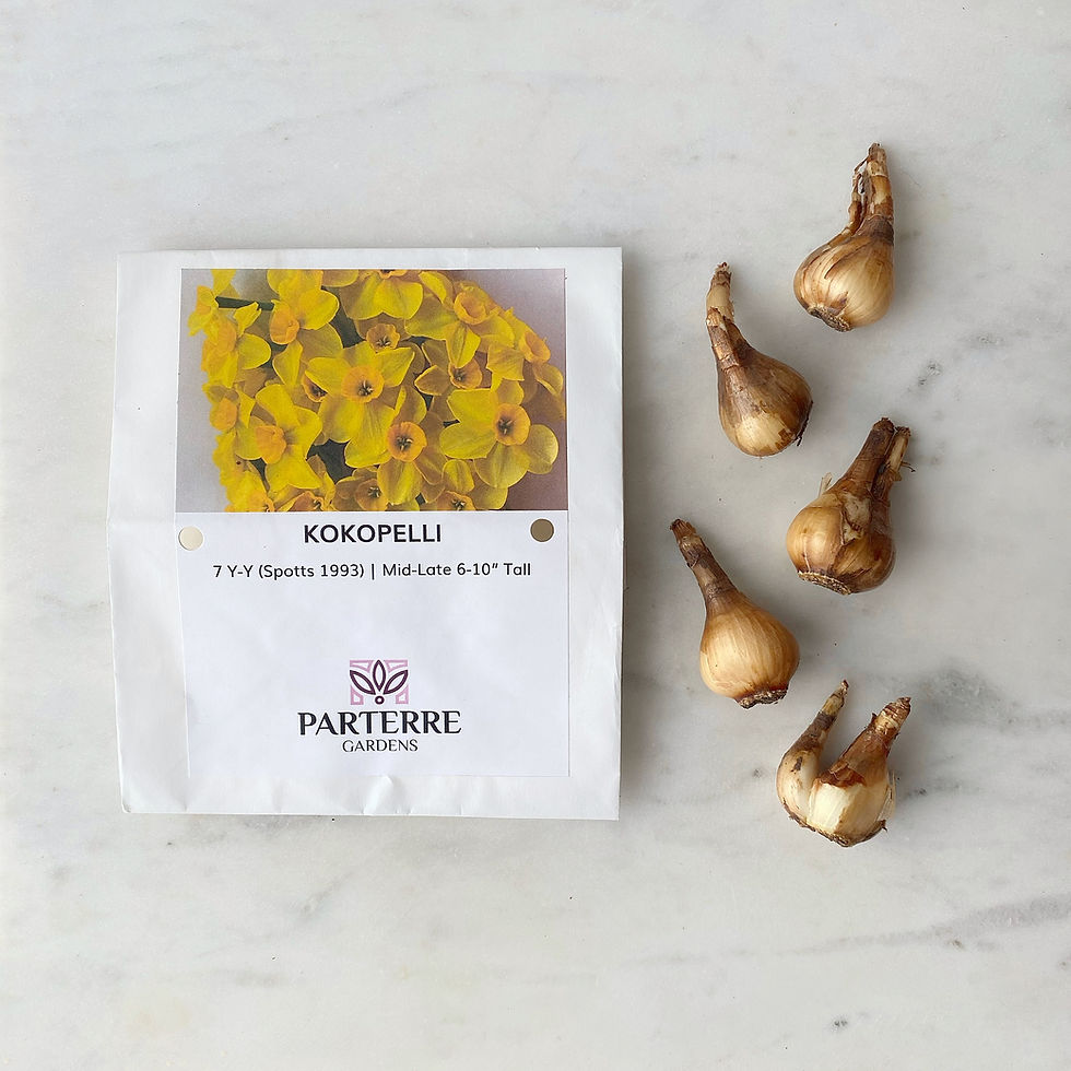 Small daffodil bulbs of Kokopelli next to packaging on marble.