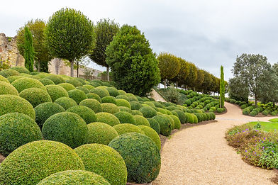 Boxwood topiaries shaped into spheres in the gardens at the Chateau d'Amboise.